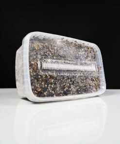 Magic Mushroom Grow Kit